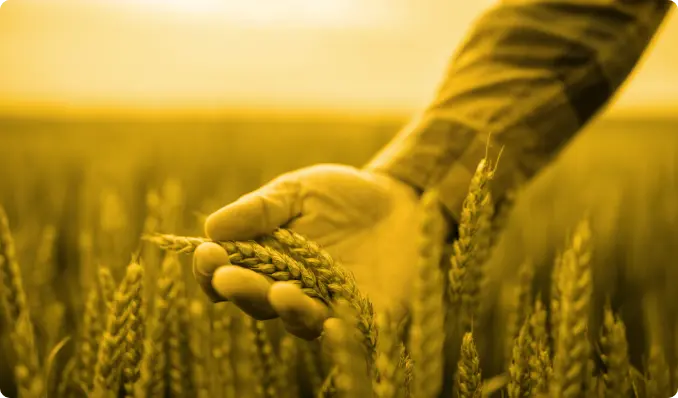 La materia prima