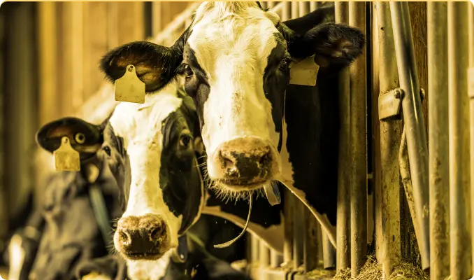 Linea per bovine da latte